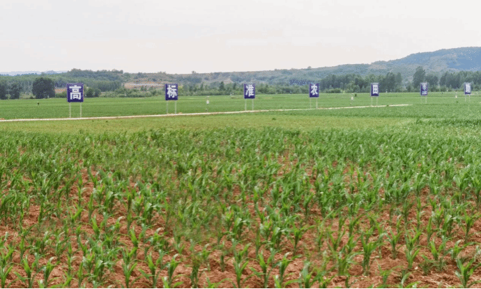 ɽ����Ͷ�������Ž���GGPoker�߱�׼ũ��